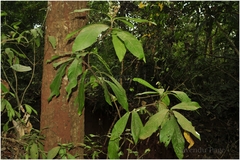 Lepisanthes senegalensis